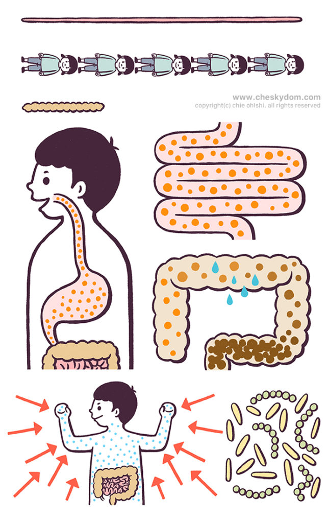 からだとけんこうシリーズ、腸の健康のアニメーションイラスト