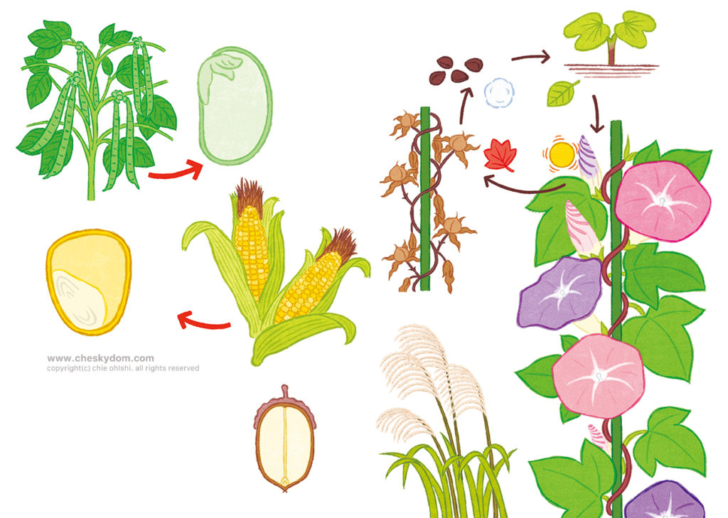 イラスト 図鑑 教材 教科書 科学 理科 植物の成長 種
