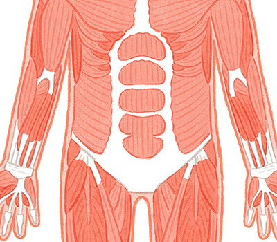 はしるとき からだは どうなっているの？